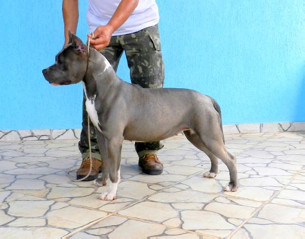 Amstaff Camarilha Bantim Celtic Dream
