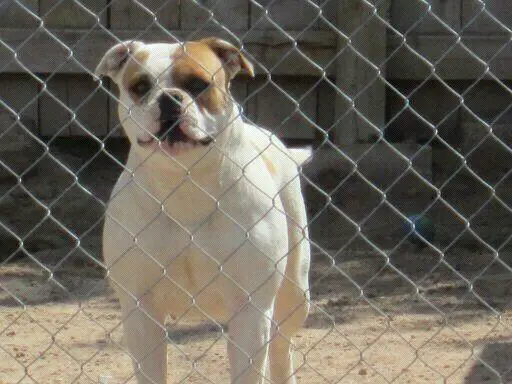 Fierro Bullies Lil Mama