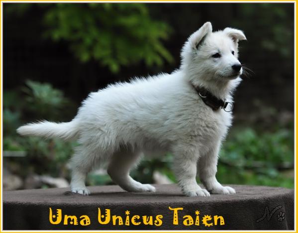 Uma Unicus Taien