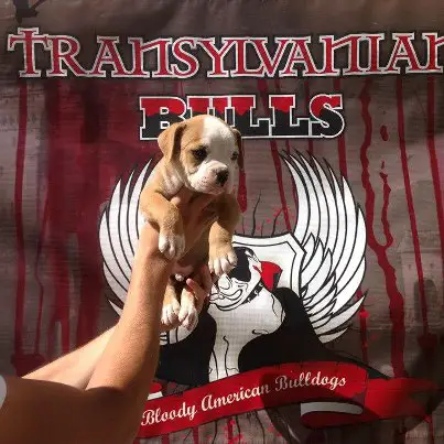 Transilvanian Bulls Tyson