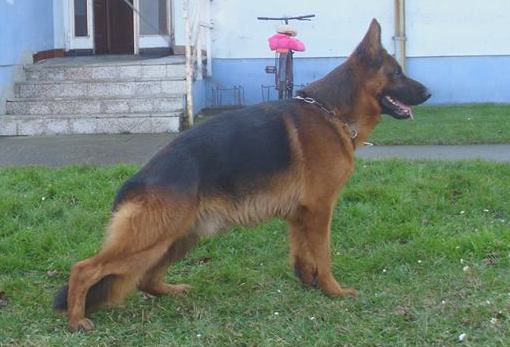 Baster von Sternzeit