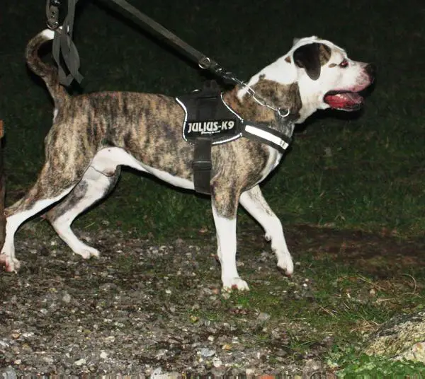 UPF CH CH Ruffords Big Boots