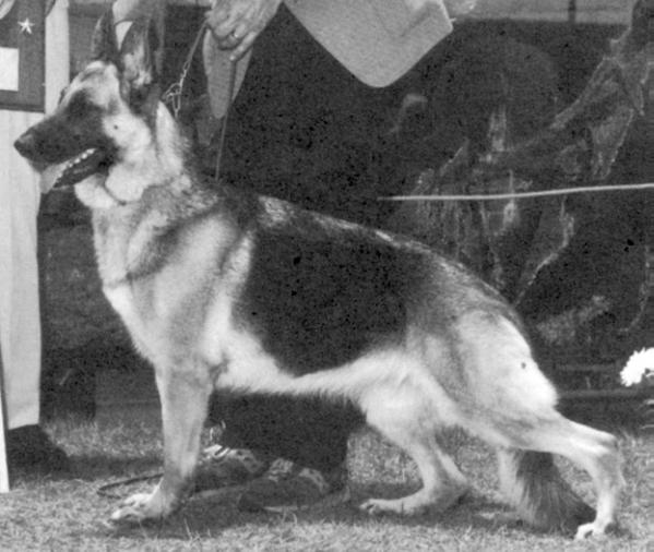 CH (US) Lincolnwood's Hussy