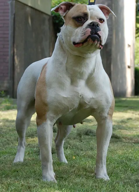 CH Dominator's J-lo of Fastlane