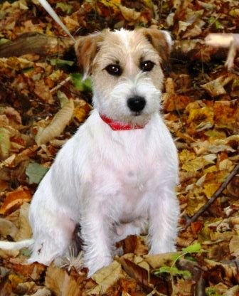 Spiteful Justice for All