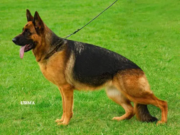 Guess du Val d' Anzin