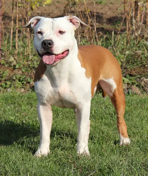 JCH RUS, CH RUS, RKF JC Ring Angels Blessing of the Heavens