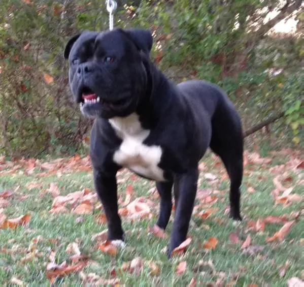 Dean's Angus aka Gus of Miura Bulls