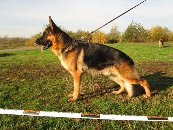 ROJCH Vitus Rammyhaus