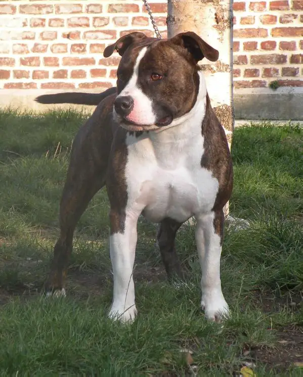 Little Poco's Dredger