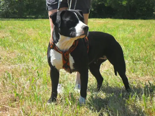 Frenchy Fatal Panther