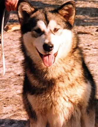 De Anrit Snezhnaya Koroleva