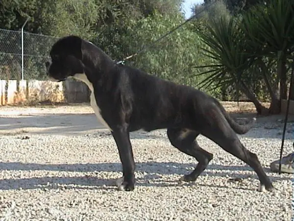 Bijoux de sa vinya vella