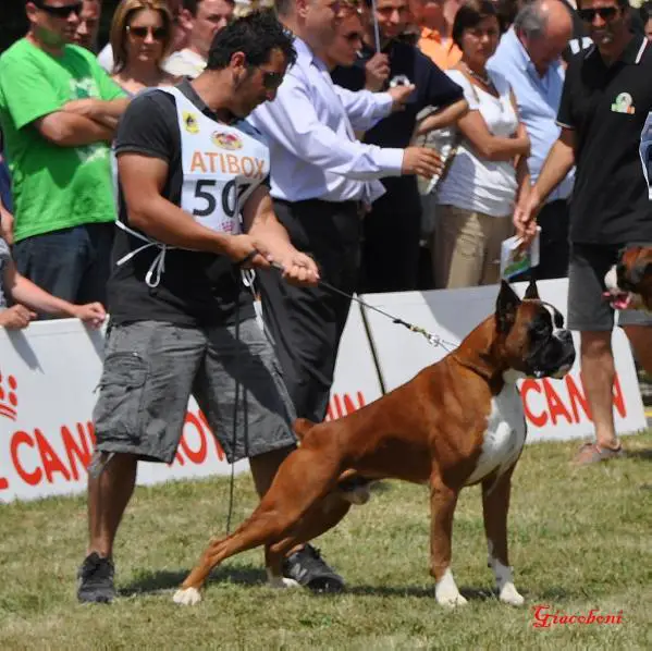 CH ATIBOX 2011 Chaval de Casa los Azahares