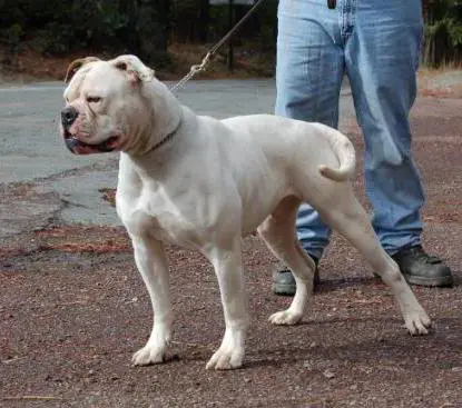 Bloodlines The Sundance Kid of COH