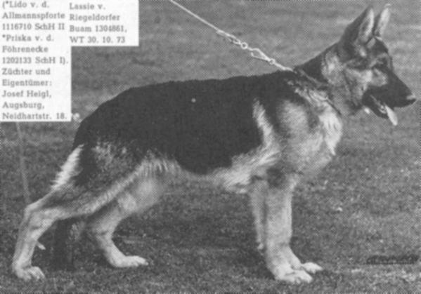 Lassie vom Riegeldorfer Buam