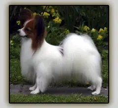 Connection Rolls Royce