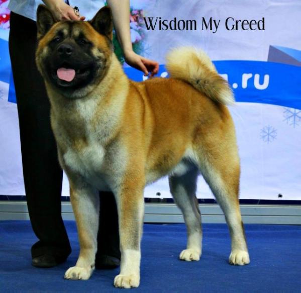 RUS CH, RUS JCH Wisdom My Greed