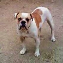 FG's HANK WILLIAMS, JR OF CRK