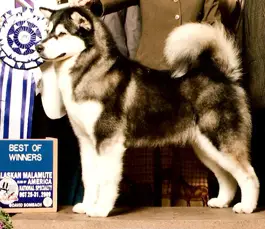 CH, National Specialty Winner Uyak Lynx Luxor