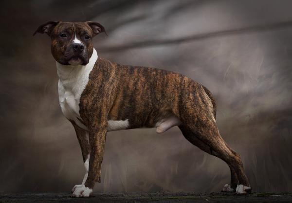 Quest Ruffian Joannidis