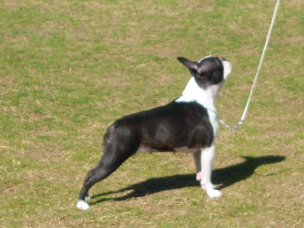 T-Bo 'N Kashmere's Jive Talkin