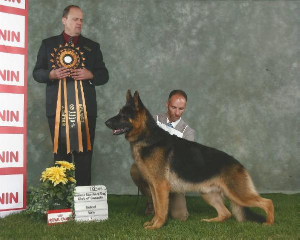 AOE 3X SEL GCH CH Karizma's Morocco Kaleef Von Loar