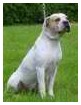 Southern star 's Lady suwannee