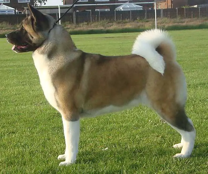 Tazfuji's Place Your Bets On Saburuko