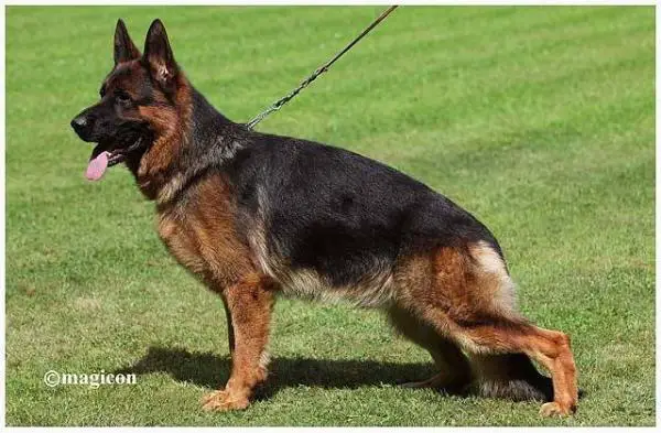 V Campari vom Haus Schwerzel