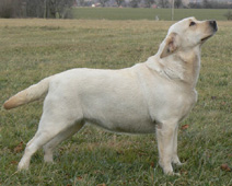 Lusty Bonny Sable Blues