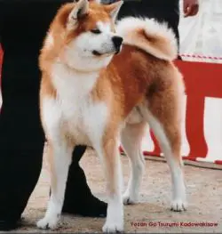 Yozan Go Tsurumi Kadowakisou