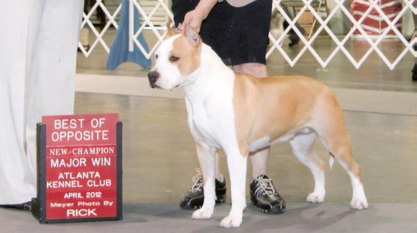 AKC CH., UKC CH. Storytime'S rock my world