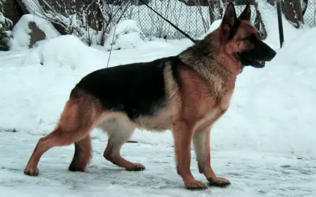 LV CH Norr Cezy Ursula