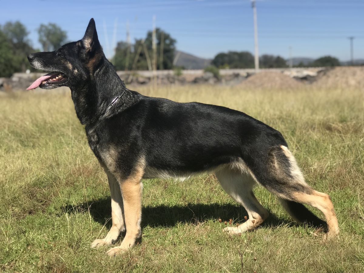 SG Holly von den Roten Rosen