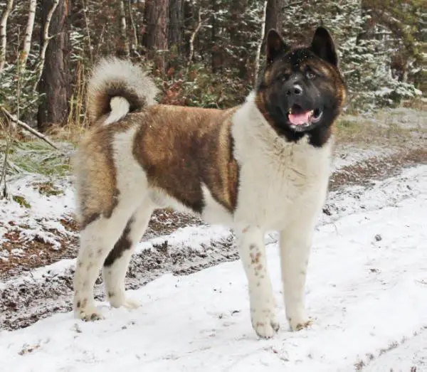 CH KZ, RU JCH KZ, RU Lyurua Dyuring Luter Ronzoni