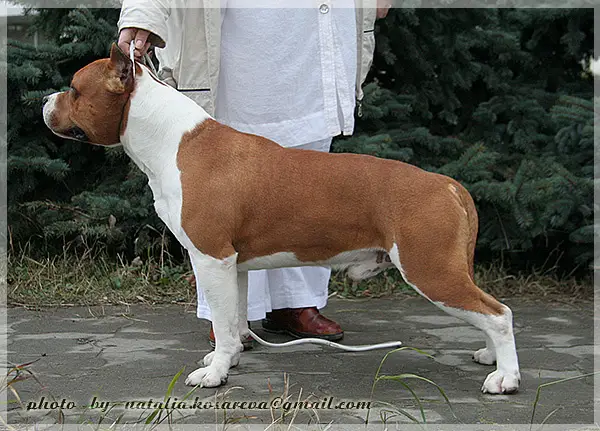 CH (RUS) Anikord dragon in style wood'S