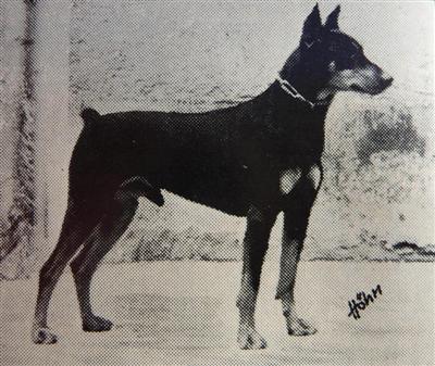 BELLO vom Waldchen