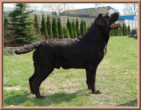 JOHNNY BRAVO v.d. Peppelenbosch