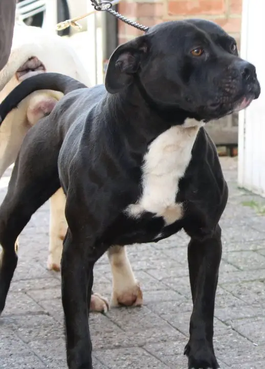 bullspirit naomi campbell of konfederate kennel's