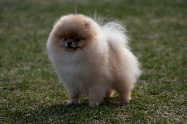 Damascusroad Ocean Harvestor