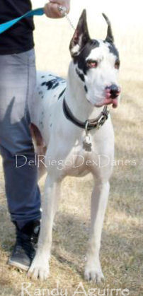 Randy Great Dane Aguirre