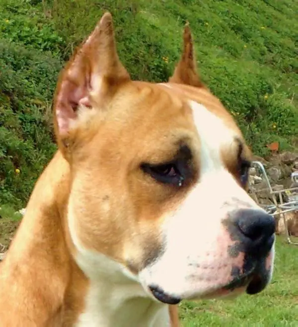 Sarra Super Star Goldwyn Staff