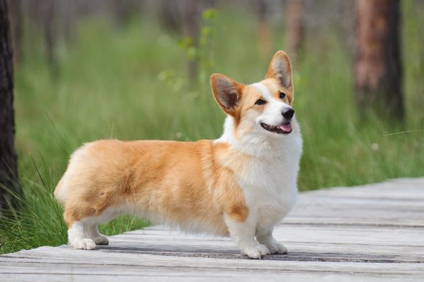 LT JCH, LT CH, LV CH Dalija Saules Stars (N/B)