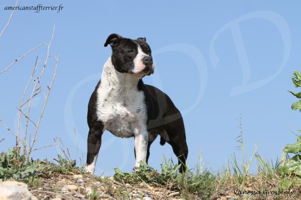 Haribo de la Griffe du Dragon