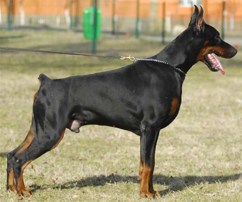 Livonija Baron Ink Indigo