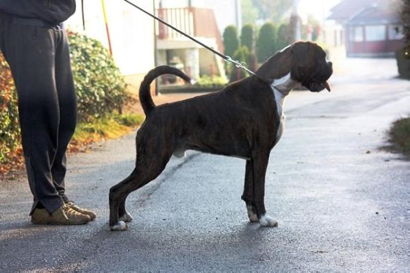 Che S.C. Athena's Dream