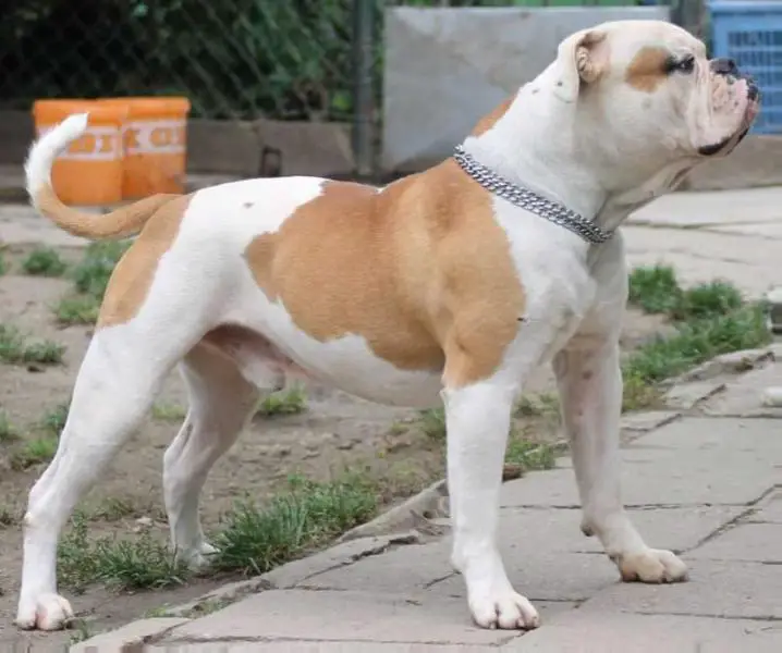 Bulls of Crown's Grave Digger Junior