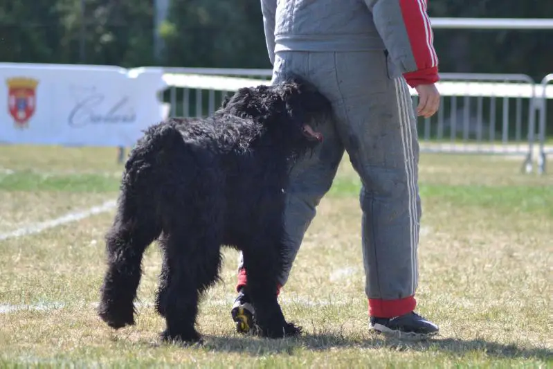 BOB, CACIB, CACS NE 2016 / BOB SPECIALE RACE GUEBWILLER 2017 Hertz de la Saulaie Maraiche