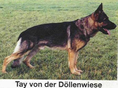 SG Tay von der Döllenwiese